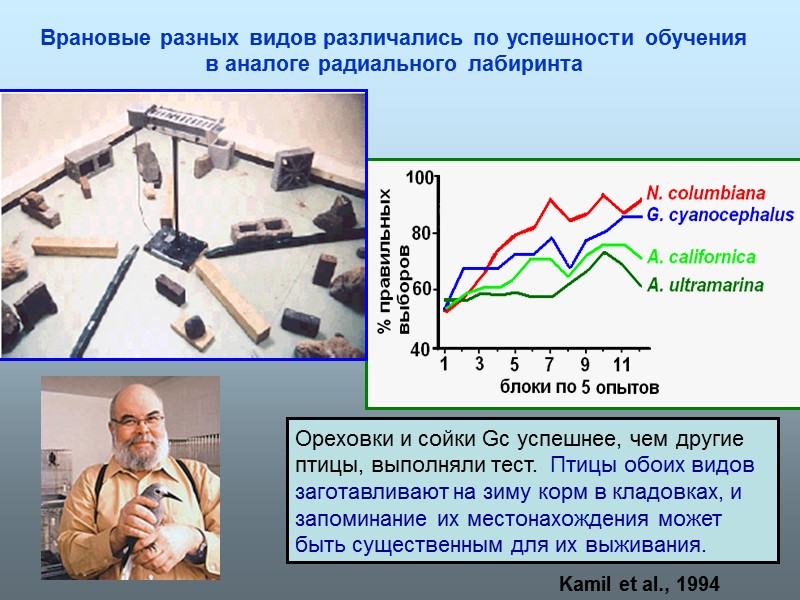 Врановые разных видов различались по успешности обучения в аналоге радиального лабиринта Kamil et al.,
